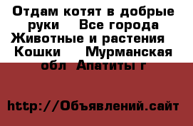 Отдам котят в добрые руки. - Все города Животные и растения » Кошки   . Мурманская обл.,Апатиты г.